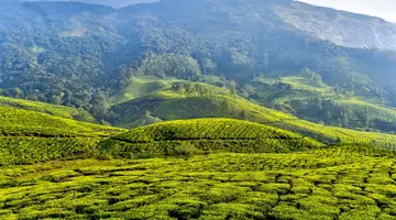 Gruzja, Turcja - Turecka kawa i herbaciane Batumi