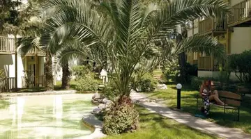 Gypsophila Club Marine