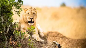 Hakuna Matata!