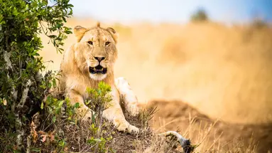 Hakuna Matata!
