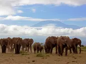 Hakuna Matata!