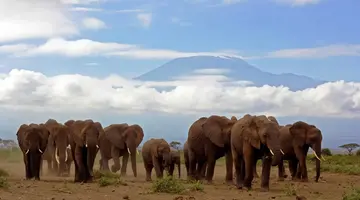 Hakuna Matata!