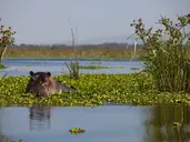 Hakuna Matata!