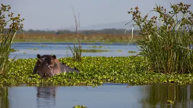 Hakuna Matata!