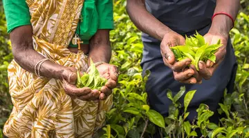 Herbaciana Sri Lanka