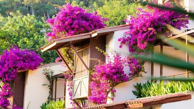 HILLSIDE BEACH CLUB