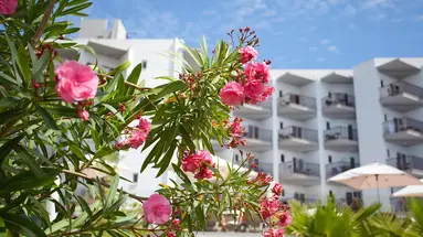 HOTEL FERGUS BERMUDAS