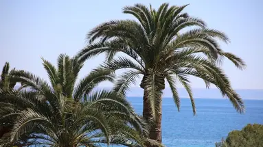 Hotel Son Caliu Spa Oasis Superior