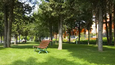 Hrizantema