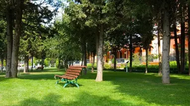 Hrizantema