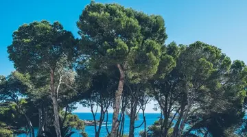 Iberostar Waves Pinos Park