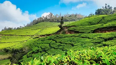 Indie - Bajeczna Kerala 3* z wypoczynkiem 4*