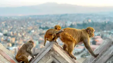 Indie i Nepal De Luxe