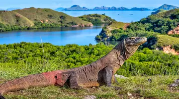 Indonezja - śladami smoków z Komodo - 12 dni