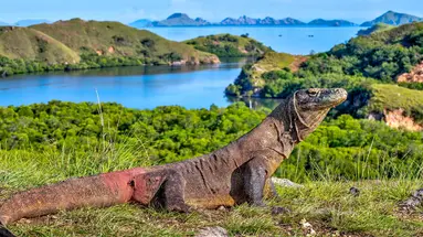 Indonezja - śladami smoków z Komodo - 12 dni