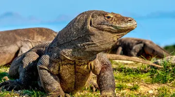 Indonezja - śladami smoków z Komodo - 12 dni