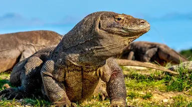 Indonezja - śladami smoków z Komodo - 12 dni