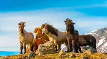 Islandia bez filtra