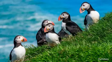 Islandia - Białe Noce na Czarnej Plaży