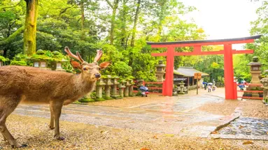 Japonia - Dwie wyspy Samurajów 2025