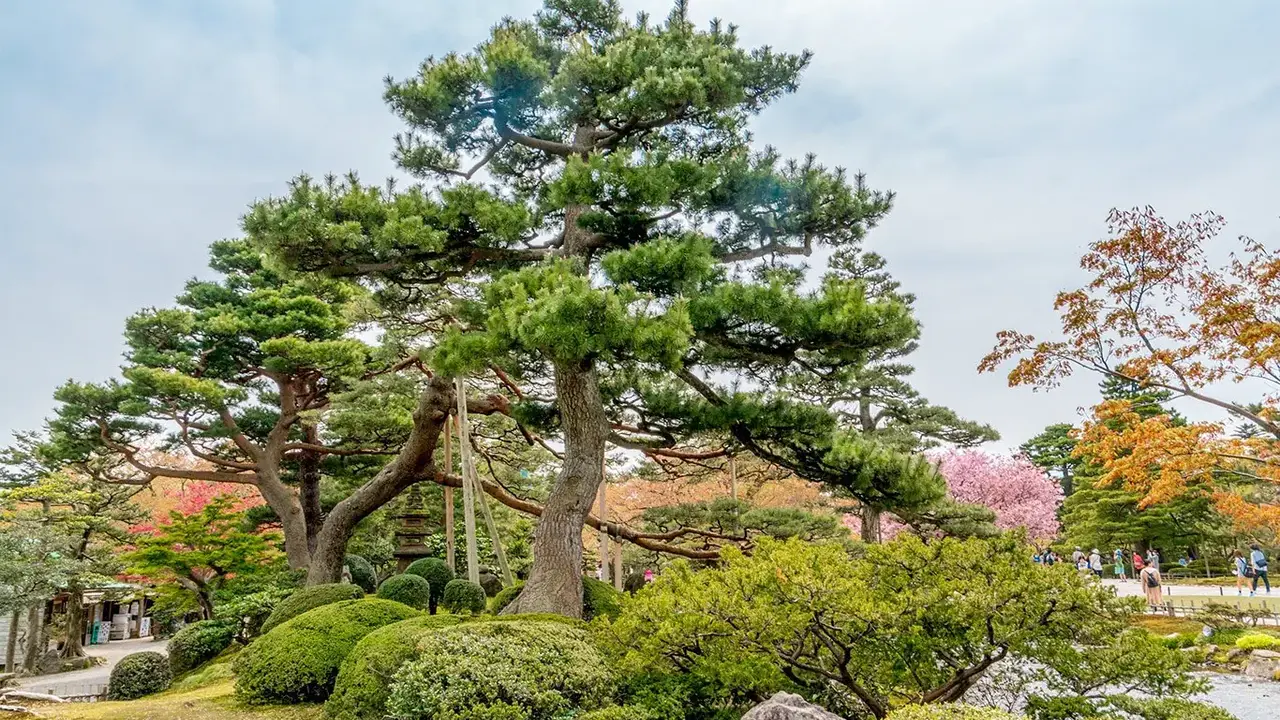 Japonia: Kultura i Piękno