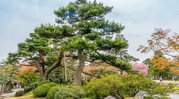 Japonia: Kultura i Piękno