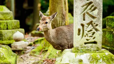 Japonia - w krainie gejsz i samurajów z powrotem z Tokio