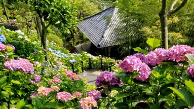 Japonia - w krainie gejsz i samurajów z powrotem z Tokio