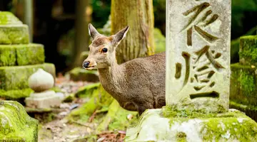 Japonia - w krainie gejsz i samurajów