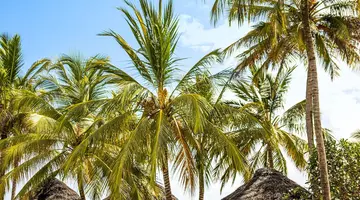 Jaz Adonia Beach Resort