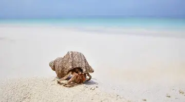 JOALI MALDIVES