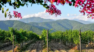 Kachetia - kraina wina