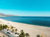 Kaktus Albir
