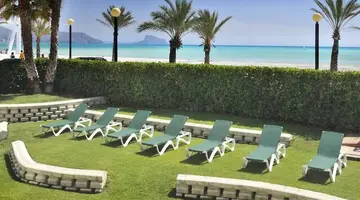 Kaktus Albir