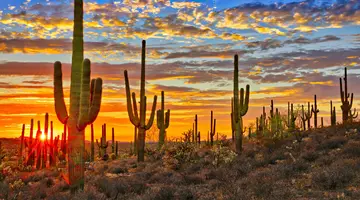 Kalifornia i Arizona - Wild Wild West