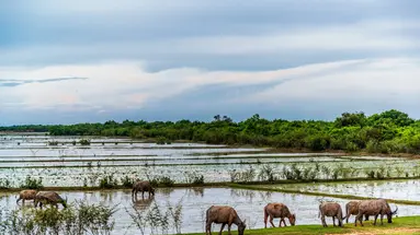 Kambodża i Tajlandia - Poszukiwacze Zaginionych Świątyń