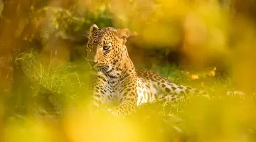 Kameralna Podróż - Sri Lanka