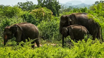 Kameralna Podróż - Sri Lanka
