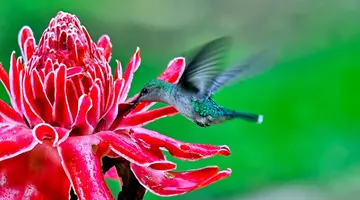 Karaibska wyspa kwiatów