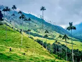 Karaiby, Kawa, Kolumbia