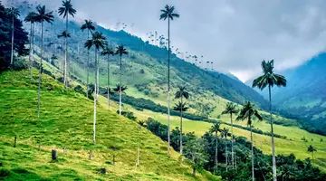 Karaiby, Kawa, Kolumbia