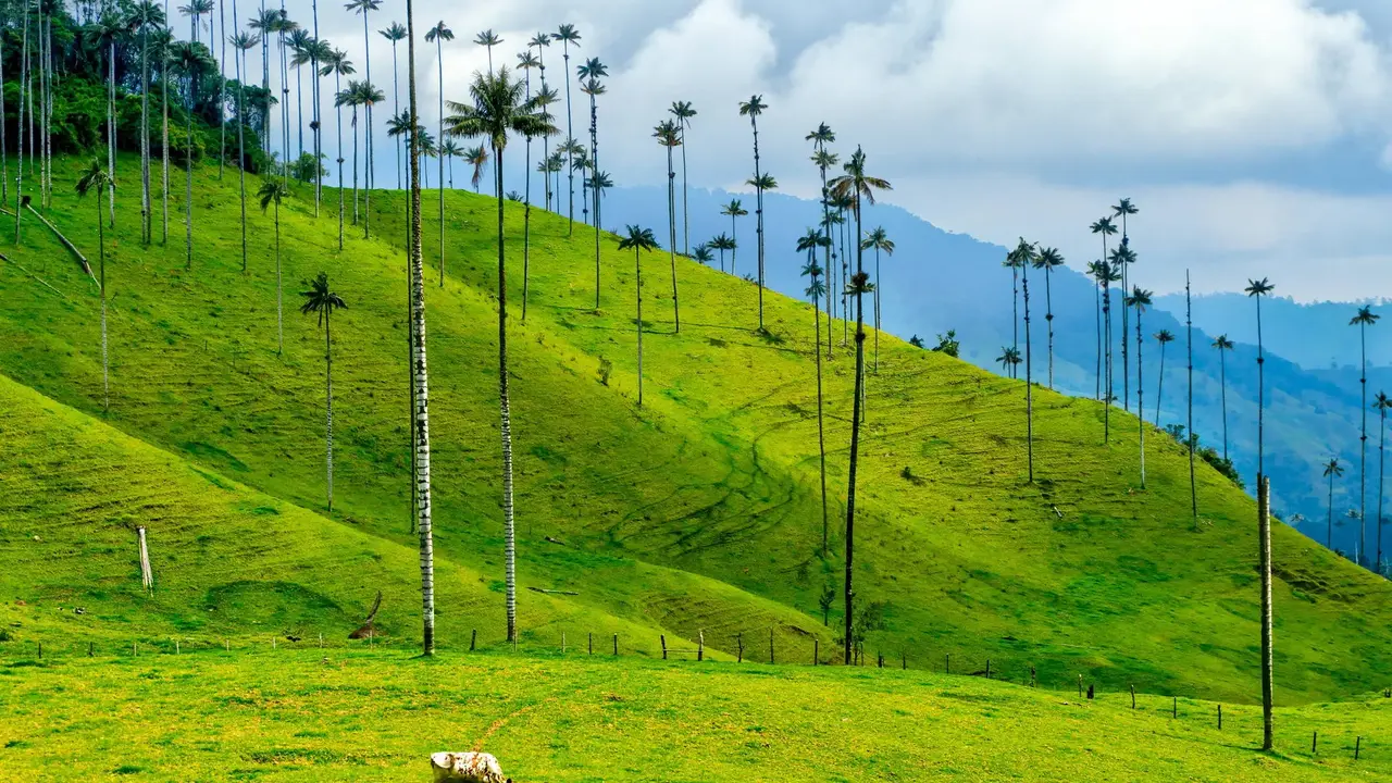 Karaiby, Kawa, Kolumbia