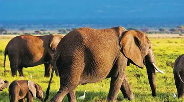 Kenia Classic De Luxe