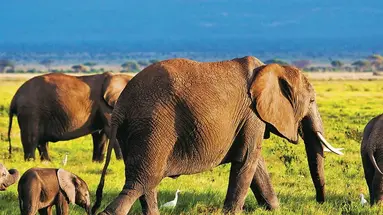 Kenia Classic De Luxe