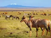 Kenia Classic De Luxe