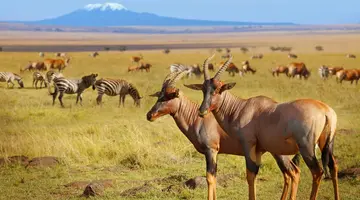 Kenia Classic De Luxe