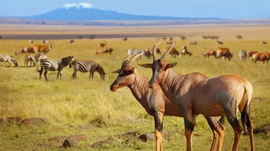 Kenia Classic De Luxe