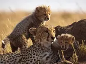 Kenia Classic De Luxe