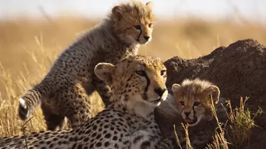 Kenia Classic De Luxe