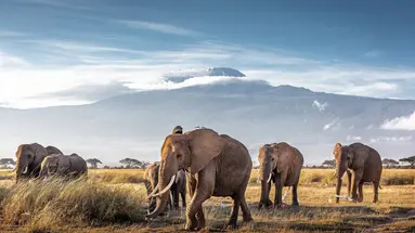 Kenia Classic De Luxe